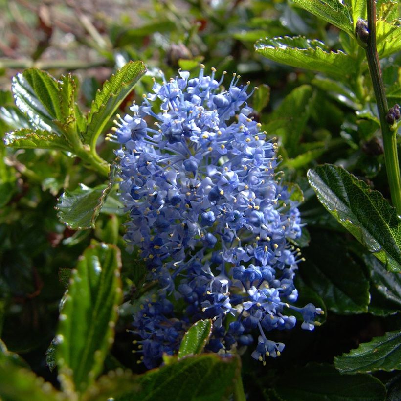 Ceanothus Burkwoodii - Amerikaanse sering (Flowering)