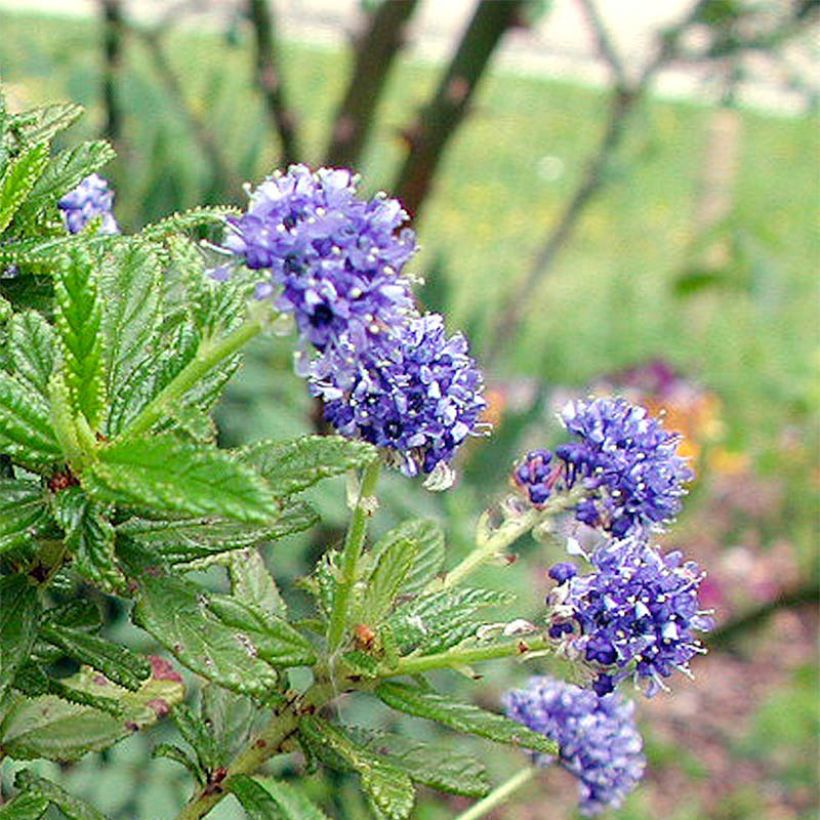 Ceanothus Blue Diamond - Amerikaanse sering (Flowering)