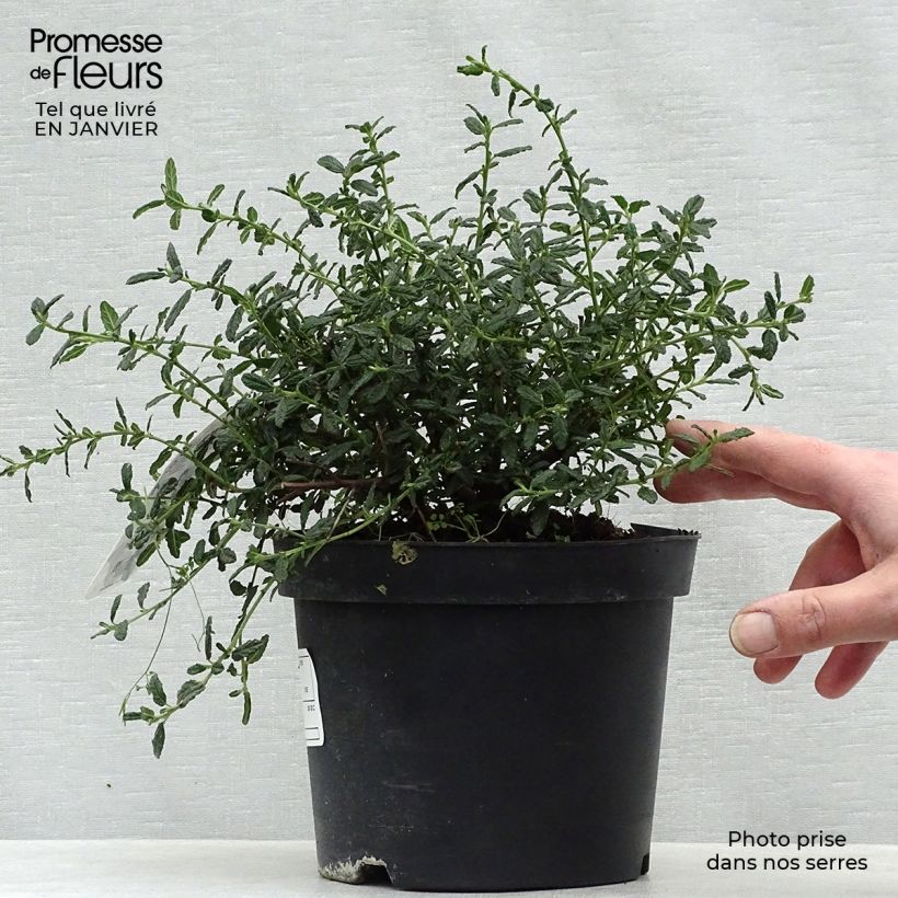 Example of Ceanothus x arboreus Concha - Amerikaanse sering Pot van 2 l/3 l as you get in hiver