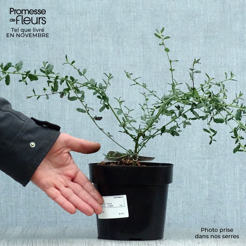 Exemplaar van Ceanothus x arboreus Concha - Amerikaanse sering Pot van 2 l/3 l zoals geleverd in de herfst