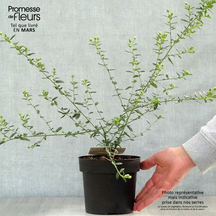 Exemplaar van Ceanothus x arboreus Concha - Amerikaanse sering Pot van 2 l/3 l zoals geleverd in de lente