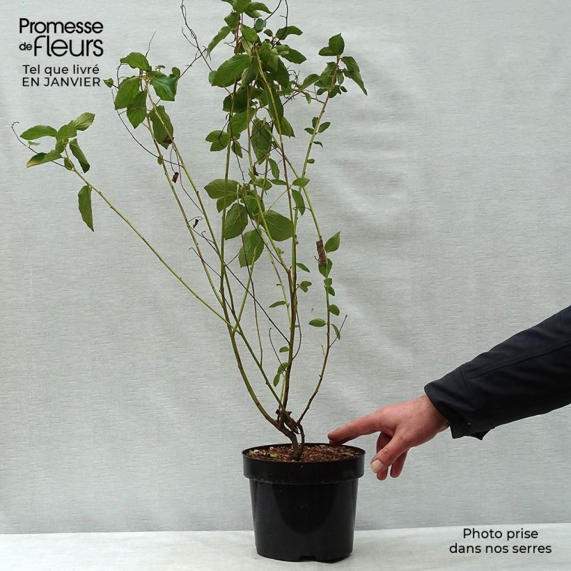 Example of Ceanothe Gloire de Versailles - Ceanothus delilianus Pot van 3 l/4 l as you get in hiver