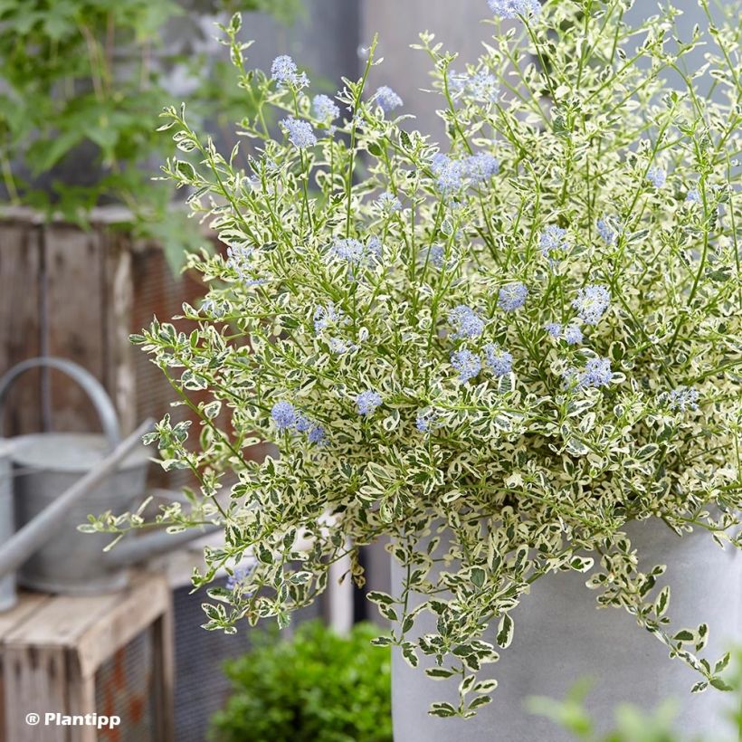 Ceanothus impressus Cool Blue - Amerikaanse sering (Plant habit)