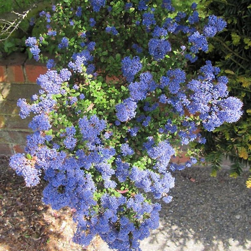 Ceanothus impressus Puget Blue - Amerikaanse sering (Flowering)