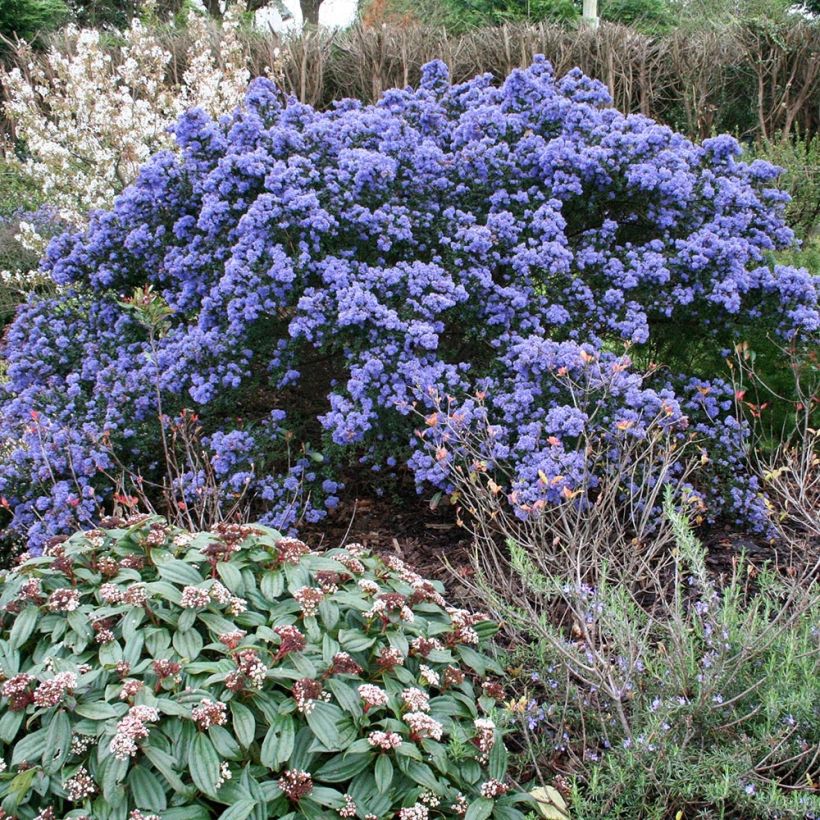 Ceanothus impressus Puget Blue - Amerikaanse sering (Plant habit)