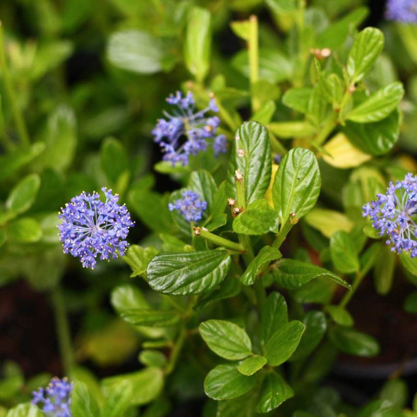 Ceanothus impressus Victoria - Amerikaanse sering (Flowering)
