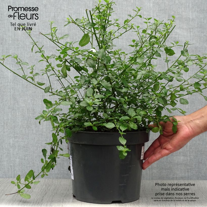 Exemplaar van Ceanothus thyrsiflorus Repens - Amerikaanse sering Pot van 7,5 l/10 l zoals geleverd in de zomer