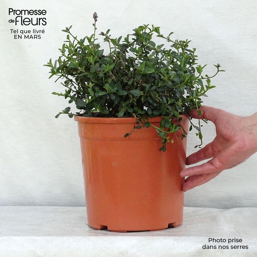 Exemplaar van Ceanothus thyrsiflorus Repens - Amerikaanse sering Pot van 7,5 l/10 l zoals geleverd in de lente