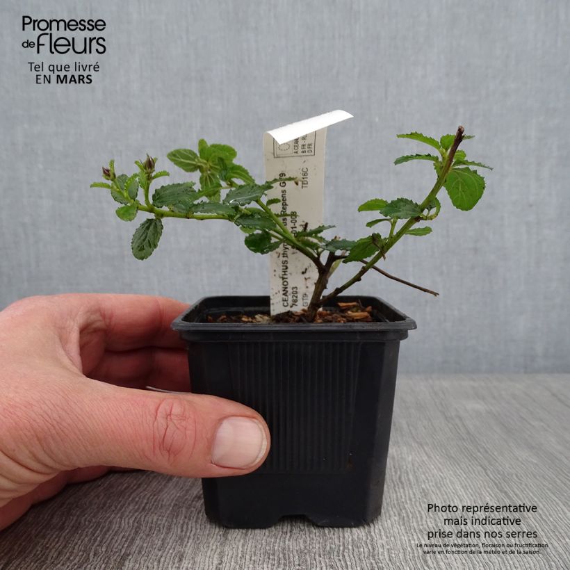 Example of Ceanothus thyrsiflorus Repens - Amerikaanse sering Kweekpotje van 8/9 cm as you get in hiver