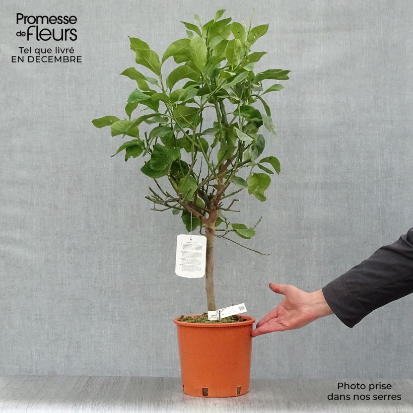 Exemplaar van Sukadeboom - Citrus medica Pot van 3 l/4 l, Kwartstam zoals geleverd in de winter