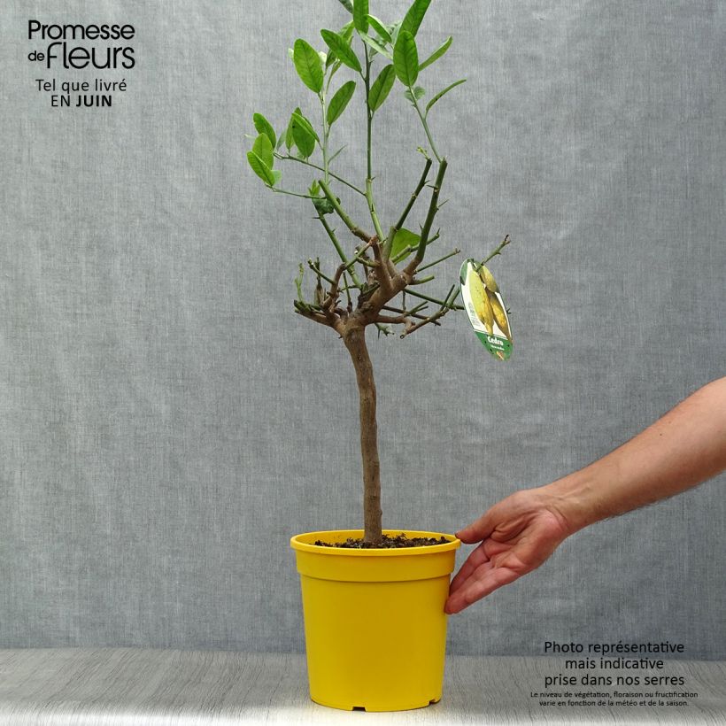 Exemplaar van Sukadeboom - Citrus medica Pot van 3 l/4 l, Kwartstam zoals geleverd in de zomer
