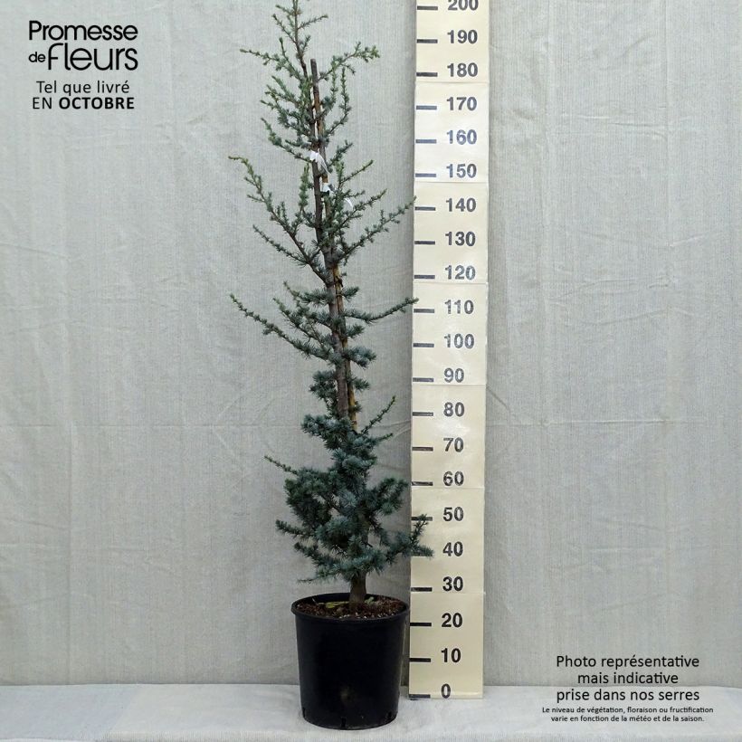 Exemplaar van Cedrus libani atlantica Glauca - Atlasceder Pot van 7,5 l/10 l zoals geleverd in de herfst