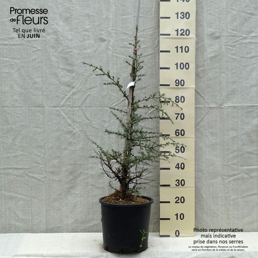 Example of Cedrus libani atlantica Horstmanns Silberspitz - Atlasceder Pot van 12 l/15 l as you get in printemps