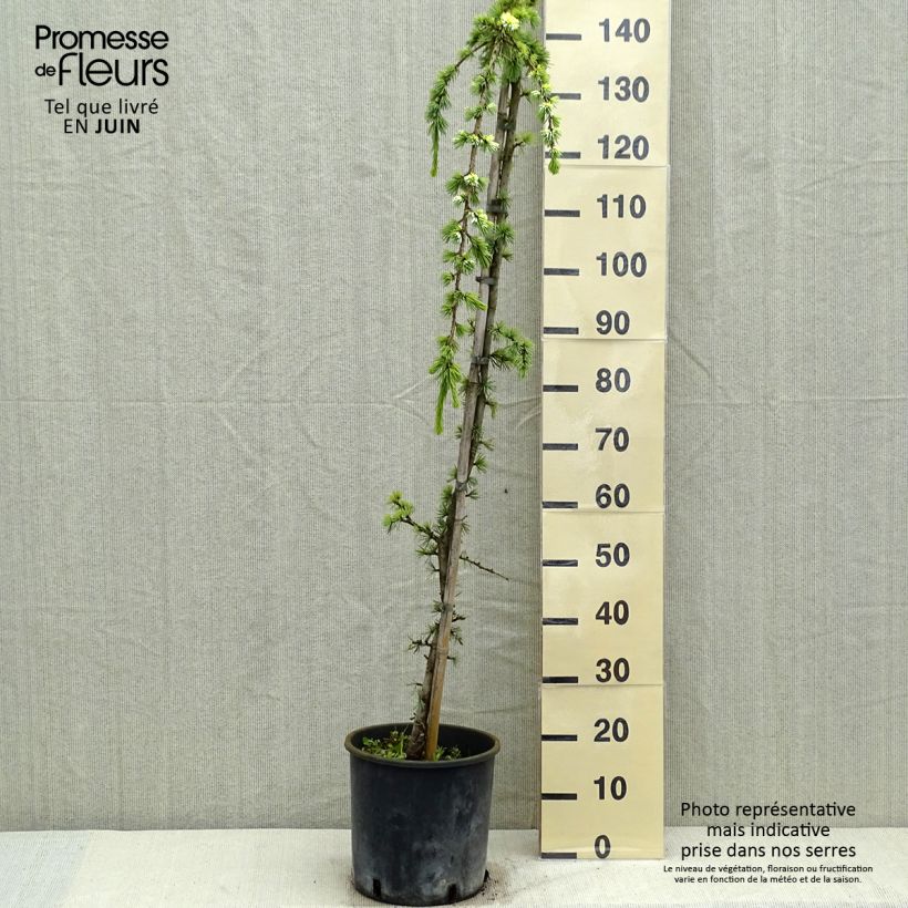 Exemplaar van Cedrus libani Atlantica Pendula - Libanonceder Pot van 7,5 l/10 l zoals geleverd in de lente