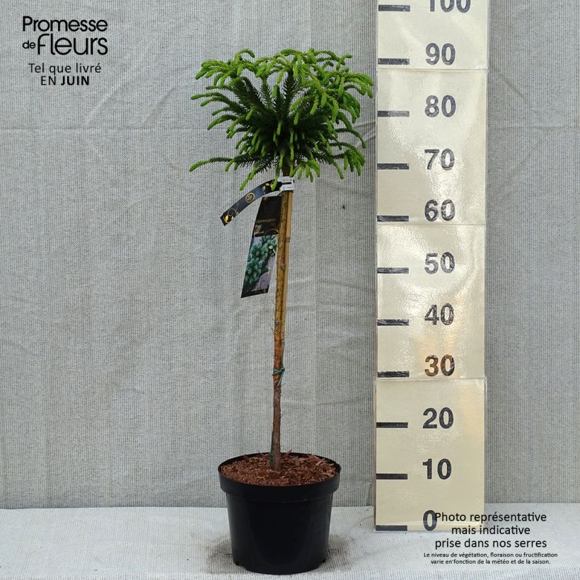 Exemplaar van Cryptomeria japonica Dinger - Japanse cipres Pot van 4 l/5 l, Stengel zoals geleverd in de lente
