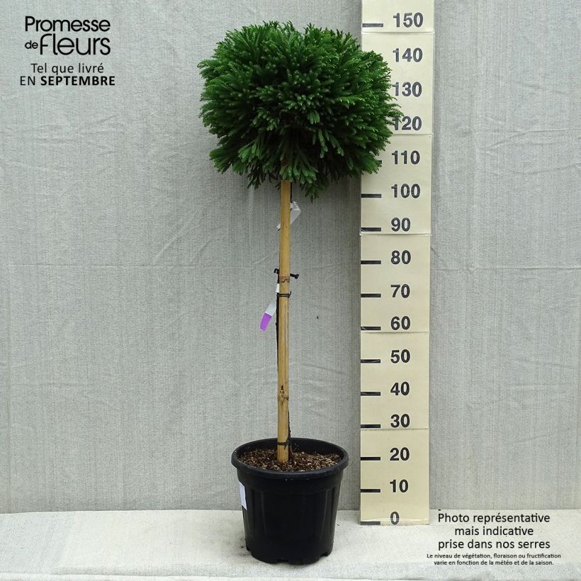 Exemplaar van Cryptomeria japonica Globosa Nana - Japanse cipres Pot van 12 l/15 l, Stengel zoals geleverd in de zomer