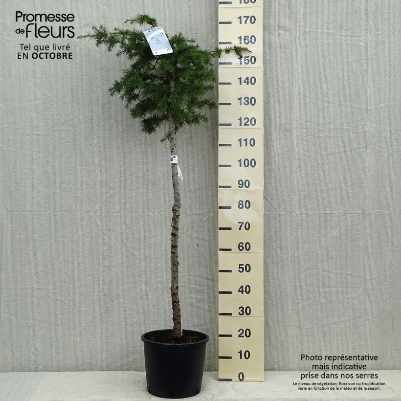 Example of Cedrus libani - Libanonceder Pot van 7,5 l/10 l as you get in automne