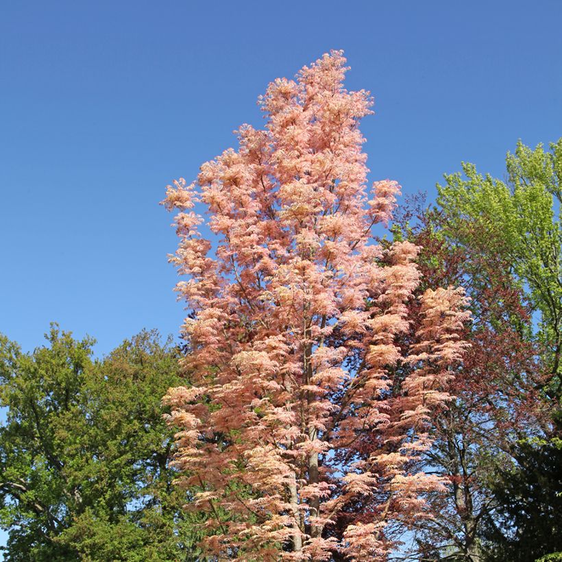 Toona sinensis Flamingo - Chinese mahonieboom (Plant habit)