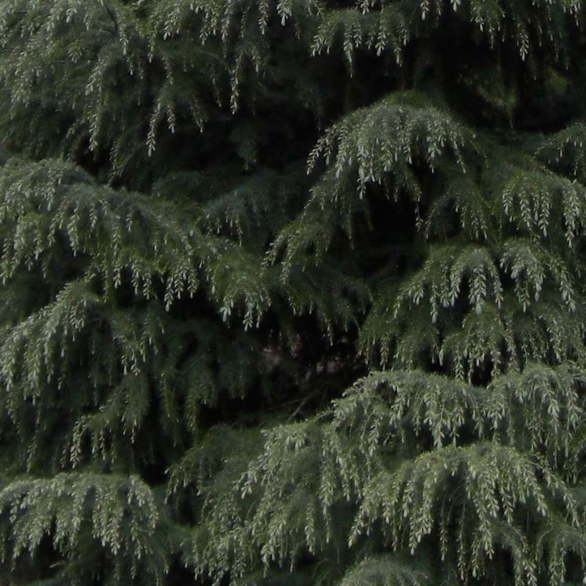 Cedrus deodara - Himalayaceder (Foliage)