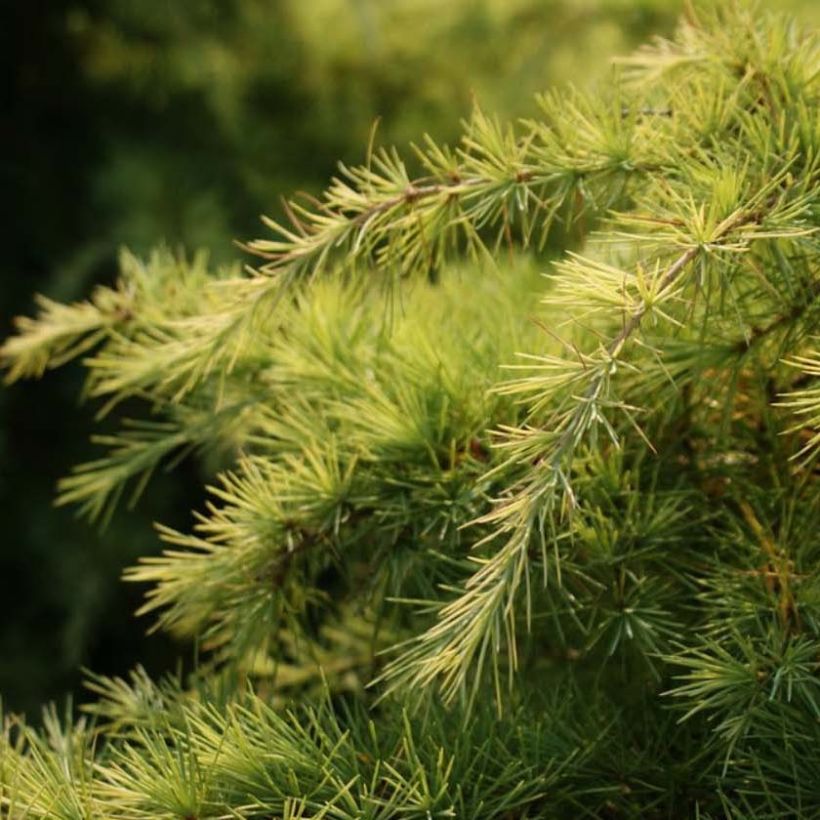 Cedrus deodara Aurea - Himalayaceder (Foliage)