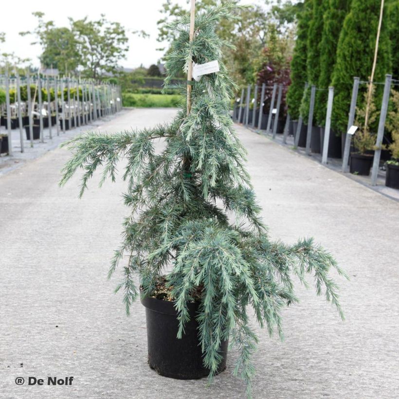 Cedrus deodara Feeling Blue - Himalayaceder (Plant habit)