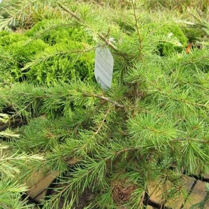 Cedrus deodara Golden Horizon - Himalayaceder (Foliage)