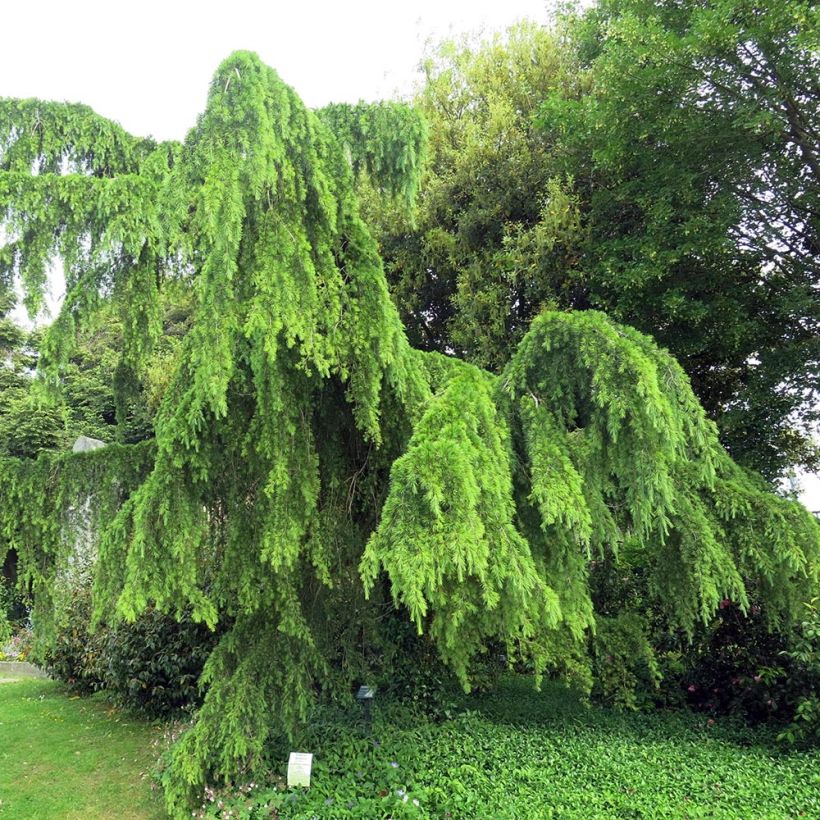 Cedrus deodara Pendula - Himalayaceder (Plant habit)