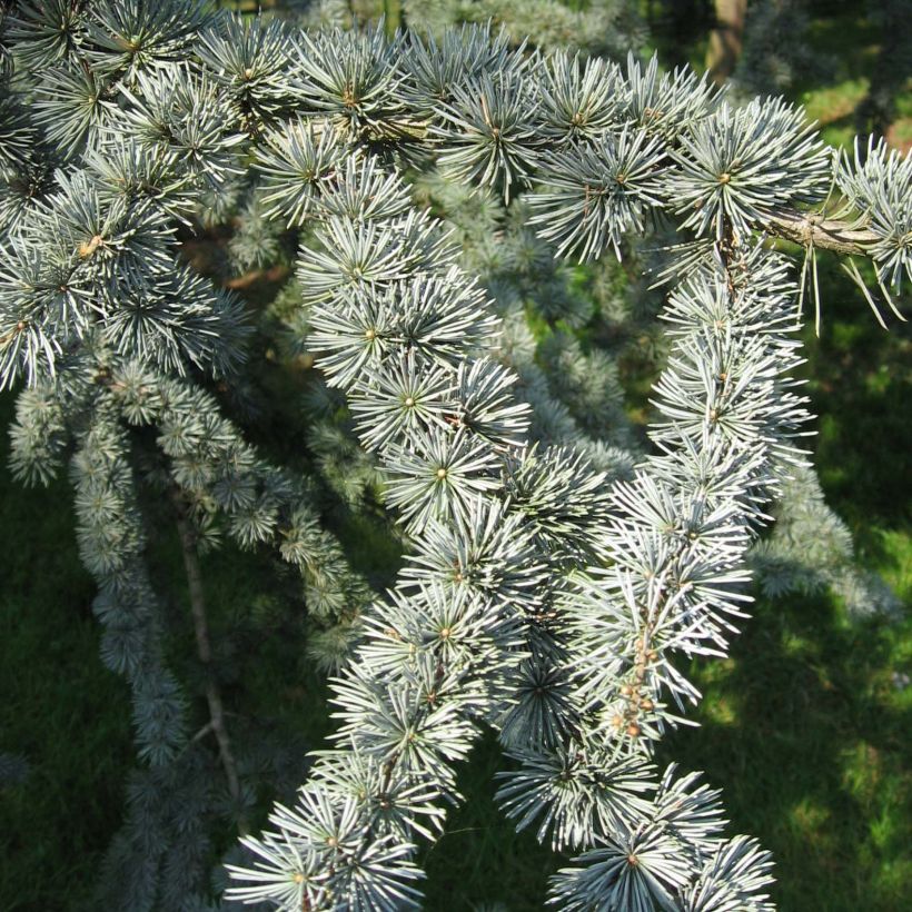 Cedrus libani atlantica Glauca - Atlasceder (Foliage)