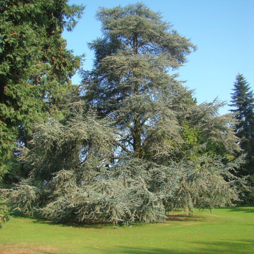Cedrus libani atlantica Glauca - Atlasceder (Plant habit)