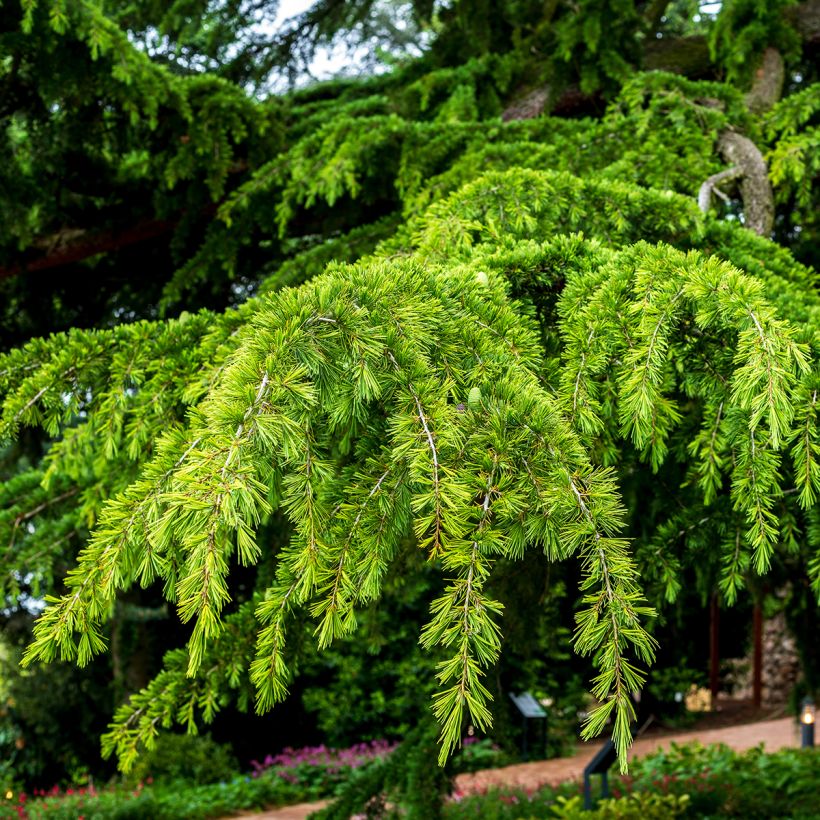 Cedrus deodara (zaad) - Himalayaceder (Blad)