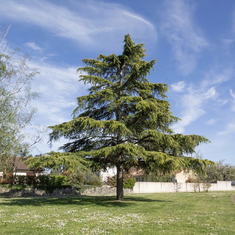 Cedrus deodara (zaad) - Himalayaceder (Groeiplaats)