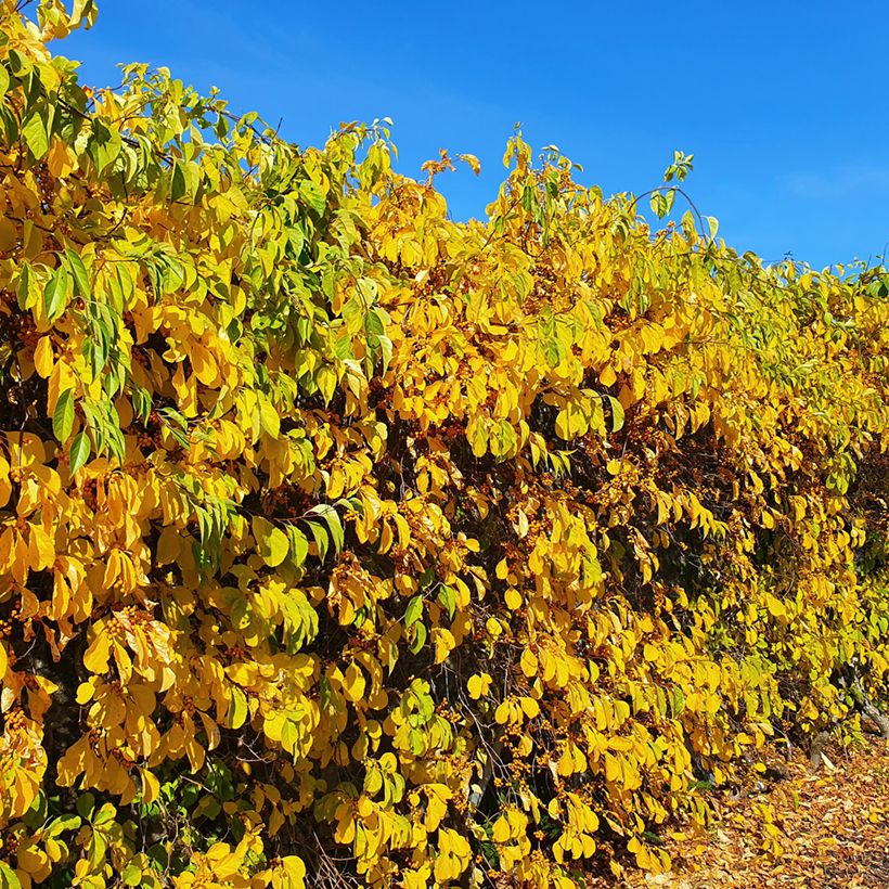 Celastrus orbiculatus Hercules - Boomwurger (Plant habit)