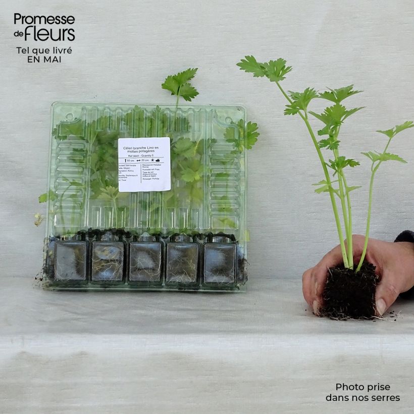 Exemplaar van Bleekselderij Lino (jonge planten in kweekpotjes) Wortelkluit van 4 cm x 4,5 cm zoals geleverd in de lente