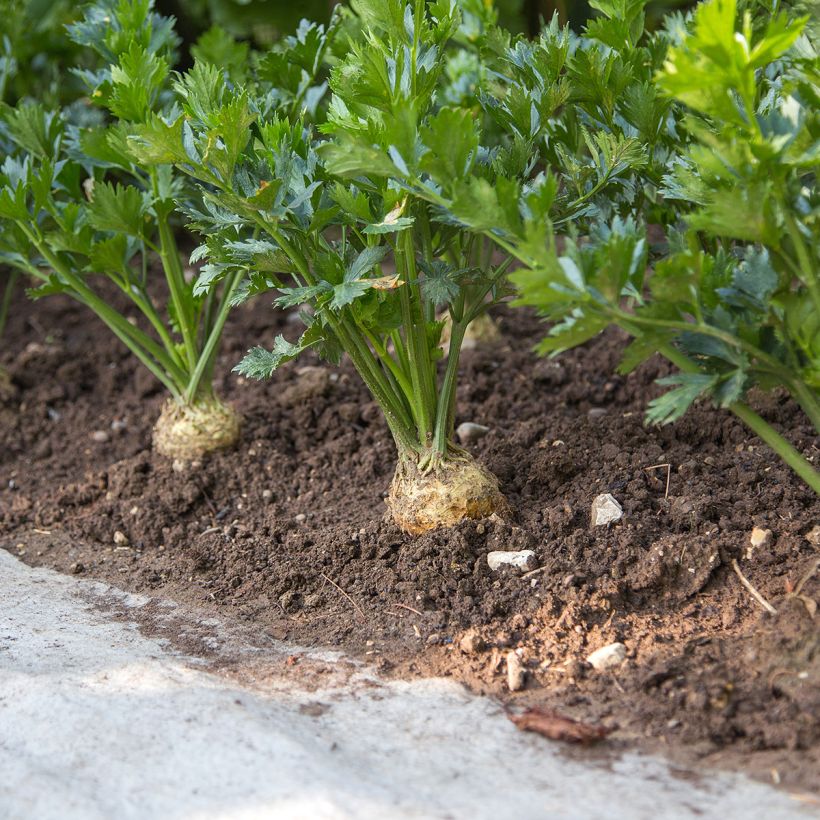 Knolselderij Monarch (Groeiplaats)