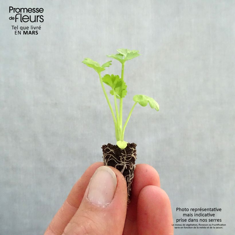 Exemplaar van Knolselderij Monarch BIO (jonge planten in perspotjes) Mini-mot Ø 1,5/2,5 cm zoals geleverd in de lente