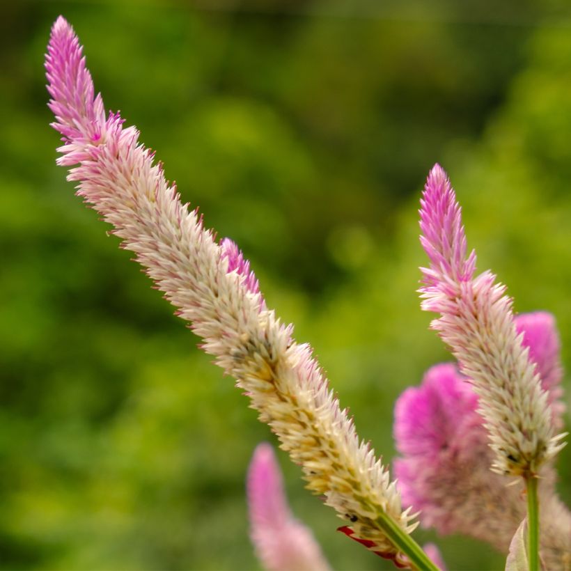 Pluimamarant Flamingo Pink - Celosia argentea (Flowering)