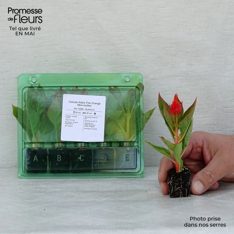 Example of Celosie Kelos Fire Orange Mini-mottes Mini-mot Ø 3/4 cm as you get in printemps