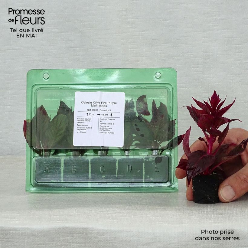 Example of Celosie Kelos Fire Purple Mini-mottes Mini-mot Ø 3/4 cm as you get in printemps