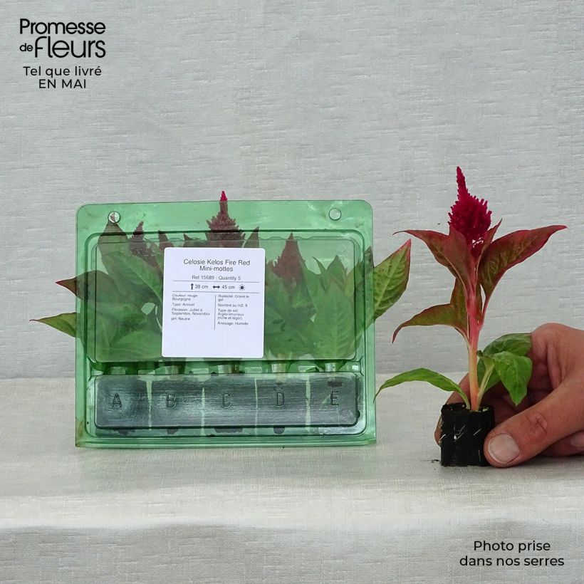 Example of Celosie Kelos Fire Red Mini-mottes Mini-mot Ø 3/4 cm as you get in printemps