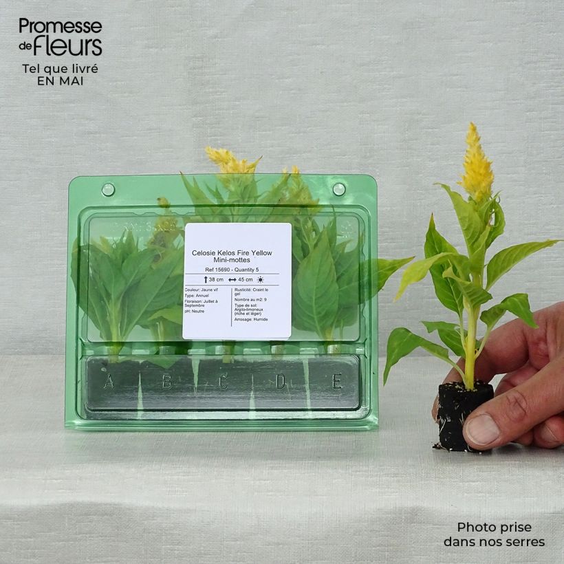 Example of Celosie Kelos Fire Yellow Mini-mottes Mini-mot Ø 3/4 cm as you get in printemps