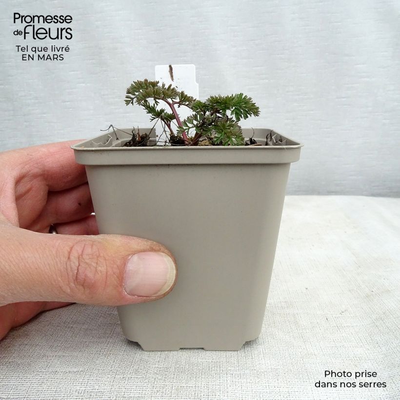 Example of Cenolophium denudatum - Persil de la Baltique Kweekpotje van 8/9 cm as you get in hiver