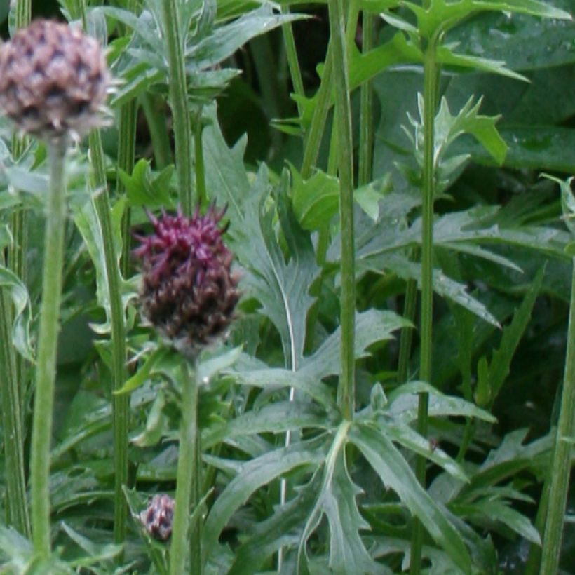 Centaurea atropurpurea - Korenbloem (Foliage)