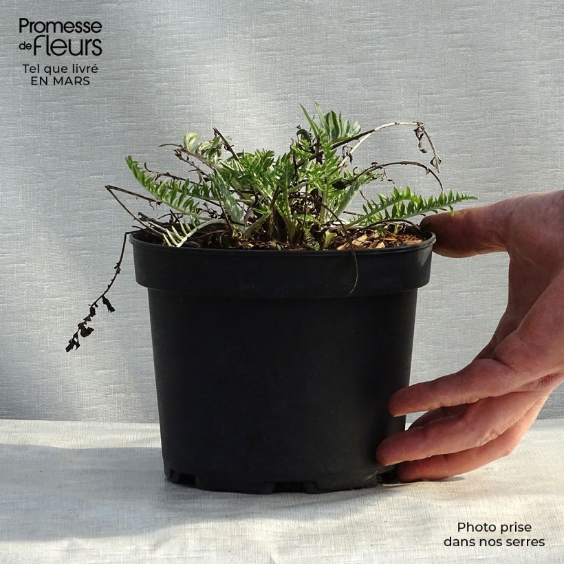 Exemplaar van Centaurea atropurpurea - Korenbloem Kweekpotje van 8/9 cm zoals geleverd in de lente