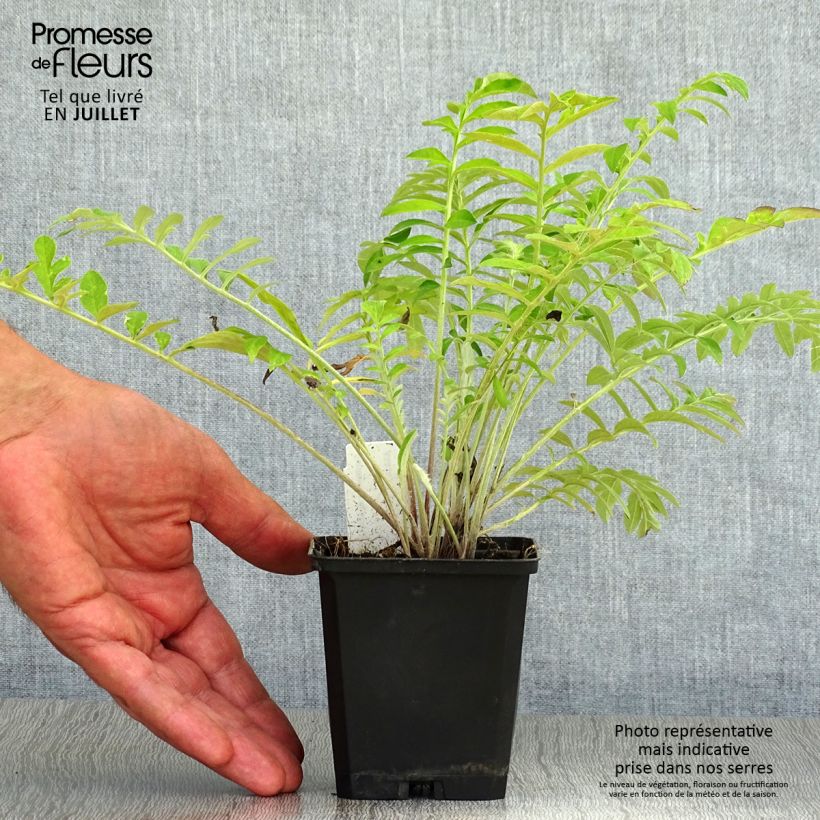 Exemplaar van Centaurea dealbata - Perzische korenbloem Kweekpotje van 8/9 cm zoals geleverd in de zomer