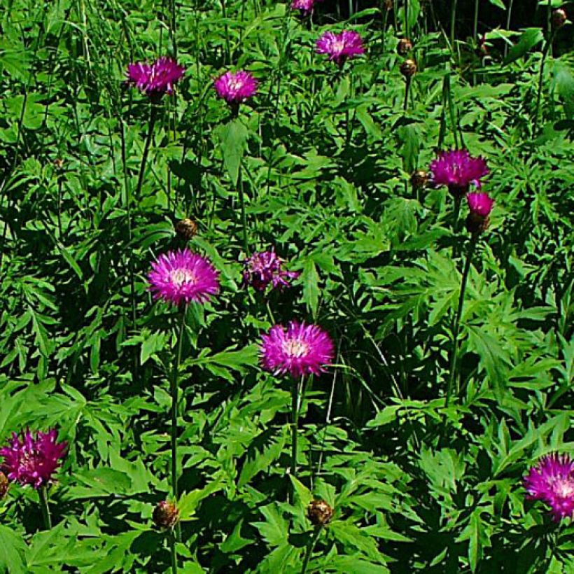 Centaurea dealbata Stenbeergii - Perzische korenbloem (Flowering)