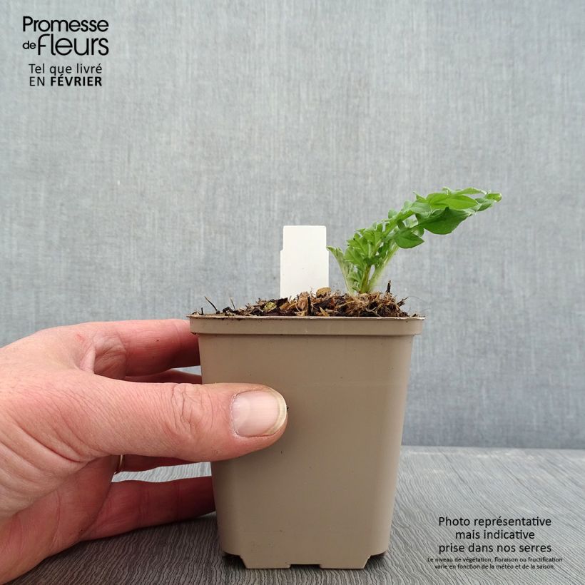 Example of Centaurea dealbata Steenbergii - Centaurée de Perse Kweekpotje van 8/9 cm as you get in hiver