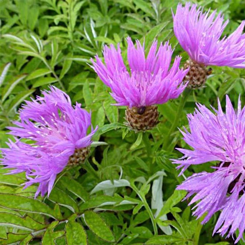 Centaurea dealbata - Perzische korenbloem (Flowering)