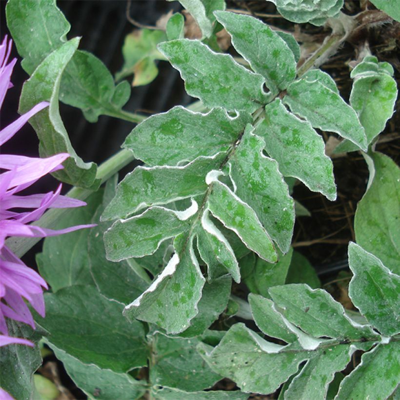 Centaurea hypoleuca John Coutts - Centaurie (Foliage)