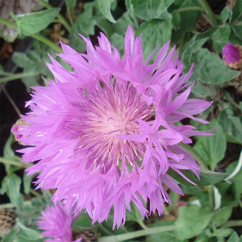 Centaurea hypoleuca John Coutts - Centaurie (Flowering)