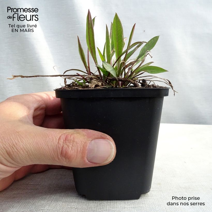 Example of Centaurea jacea - Centaurée jacée Kweekpotje van 8/9 cm as you get in hiver